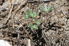 Lupinus breweri