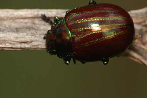 Chrysolina superba