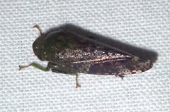 Folicana