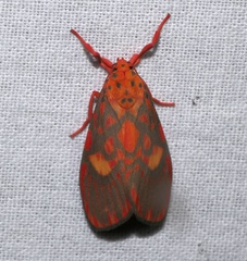 Ammatho cuneonotatus