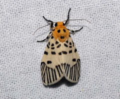 Ammatho zebrina
