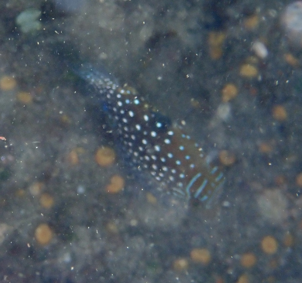 Spider-eye puffer