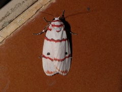 Cyana perornata