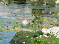 Calidris temminckii