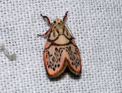 Miltochrista irregularis