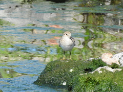 Calidris temminckii