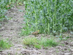 Emberiza citrinella