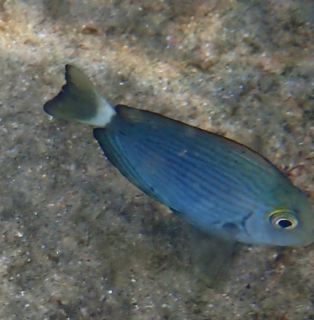 Photo of Blue-lined Surgeonfish (Acanthurus mata)