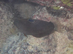 Halichoeres marginatus