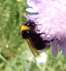 Bombus bohemicus