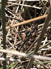 Eupholidoptera megastyla