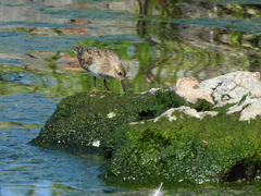 Calidris temminckii