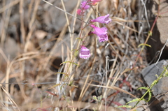 Penstemon richardsonii