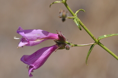 Penstemon richardsonii