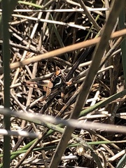 Eupholidoptera megastyla