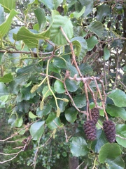 Alnus lusitanica