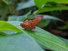 Zemeros emesoides