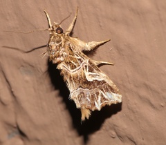 Callopistria exotica
