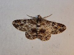 Cleora acaciaria
