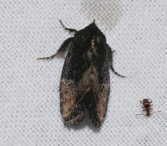 Elusa