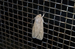Mythimna separata