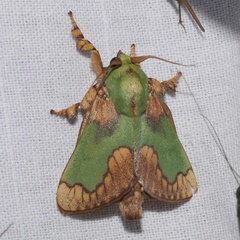 Parasa pastoralis