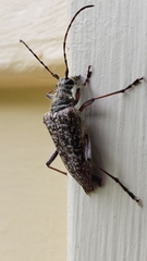 Anthophylax attenuatus