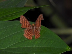 Zemeros emesoides