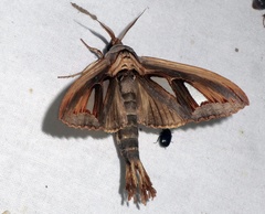 Tarsolepis remicauda captura