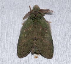 Netria viridescens