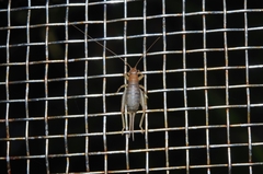 Ornebius bimaculatus