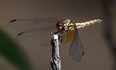 Orthetrum