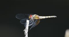 Orthetrum