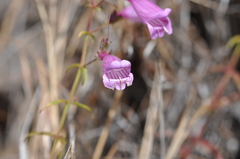 Penstemon richardsonii