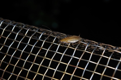 Megamareta pallidiola