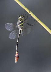 Phyllomacromia trifasciata