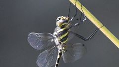 Phyllomacromia trifasciata