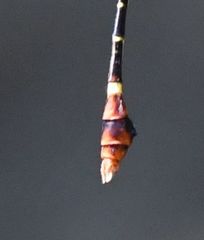 Phyllomacromia trifasciata