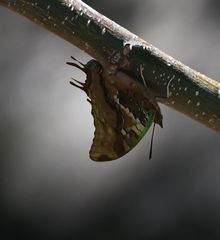 Charaxes antamboulou