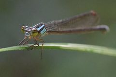 Pseudagrion