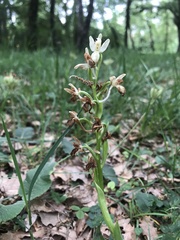 Orchis provincialis