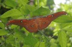 Antheraea larissa