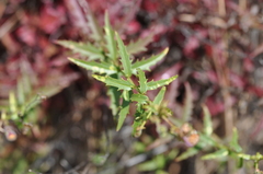 Penstemon richardsonii