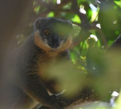 Eulemur collaris