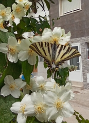 Iphiclides feisthamelii