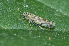 Eupteryx urticae