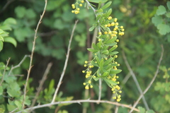 Berberis poiretii