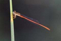 Ceriagrion oblongulum