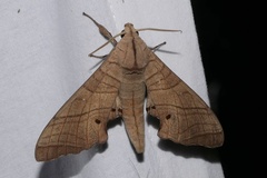 Marumba sperchius