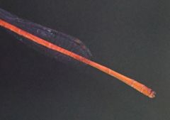 Ceriagrion oblongulum
